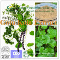 Top Sale Gotu Kola Extract / Centella Asiatica Extract, Asiaticoside & Triterpense